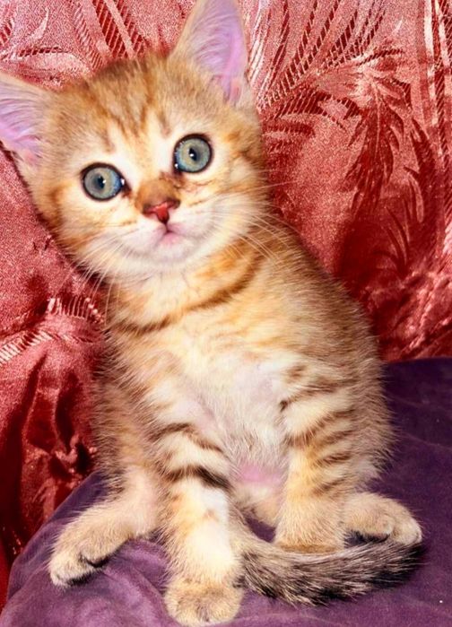 Вязка!Чистокровный вислоухий голубоглазый котик  приглашает девочек !