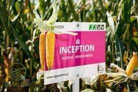 Kukurydza Inception FAO Z250 IGP - 50tys nasion   2026