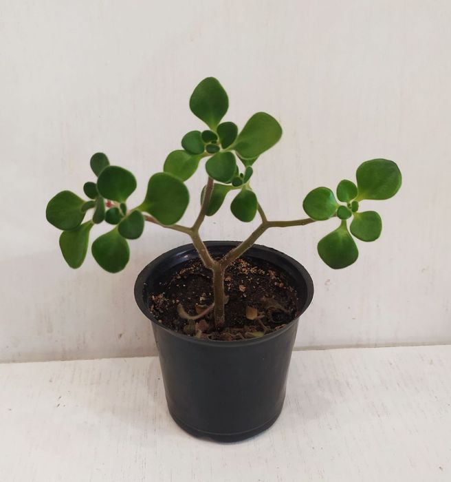 Аіхризон дерево кохання