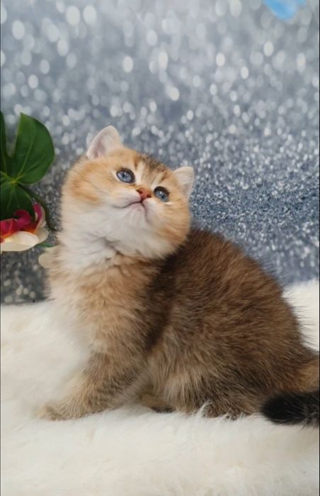 Золотий британський шиншила