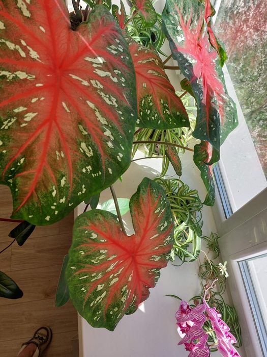 Луковицы каладиум