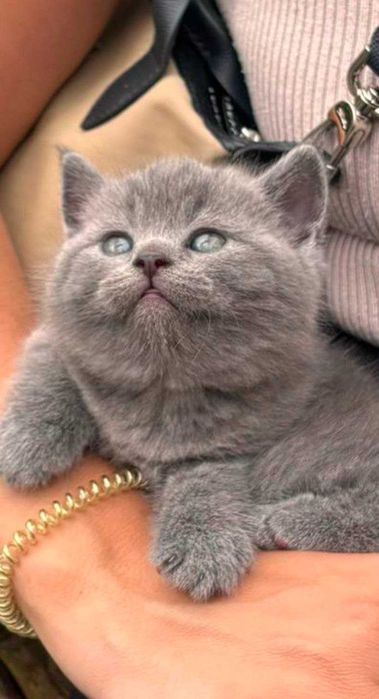 Gatinho criado em ambiente familiar