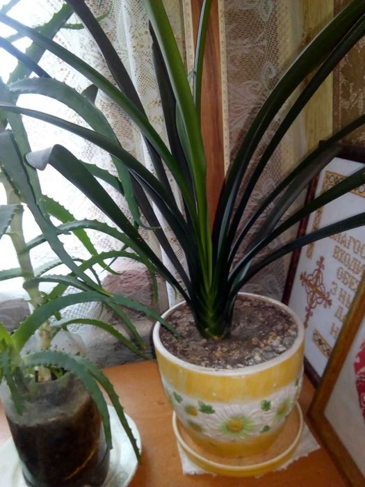 Клівія кіноварна(Clivia miniata)від 100-300 гр.