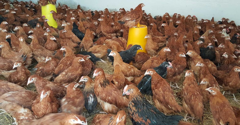 Kury kokoszki nioski rosa