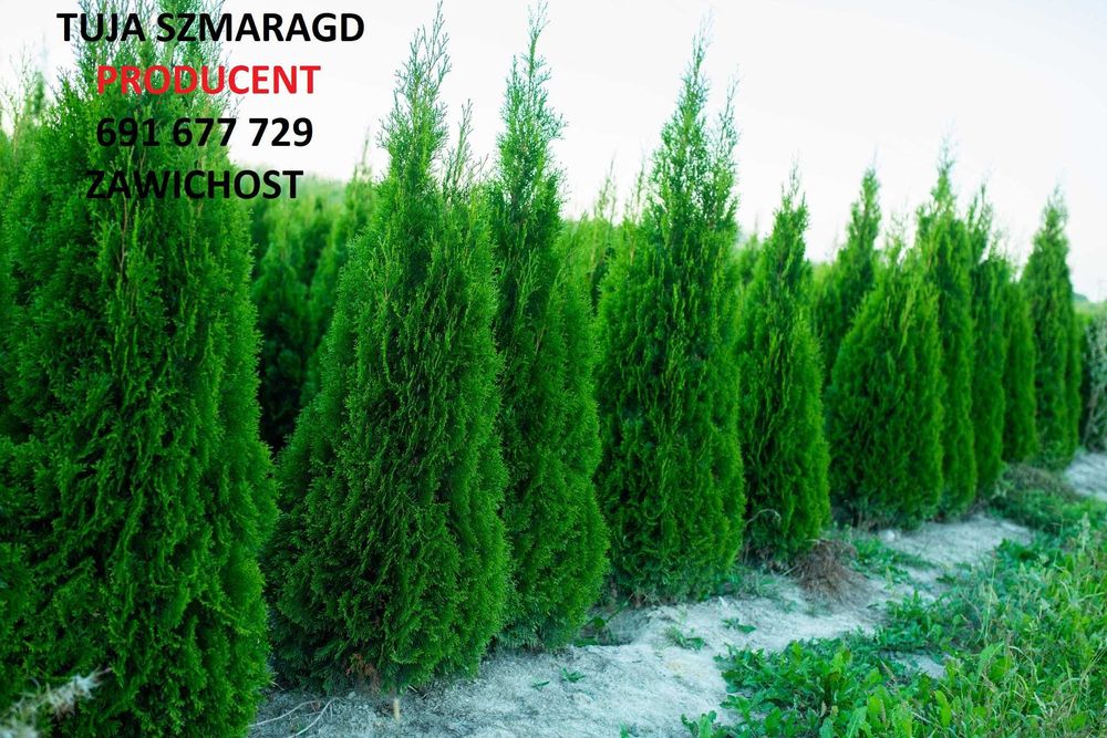 Thuja Tuja Tuje Szmaragd 150-170cm z gruntu PRODUCENT sadzimy