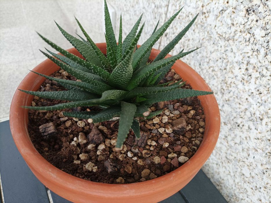 Haworthiopsis attenuata var. radula