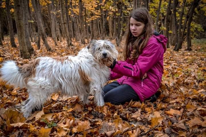 Piękna Suczka do adopcji! Sunia w typie rasy szuka Domku!