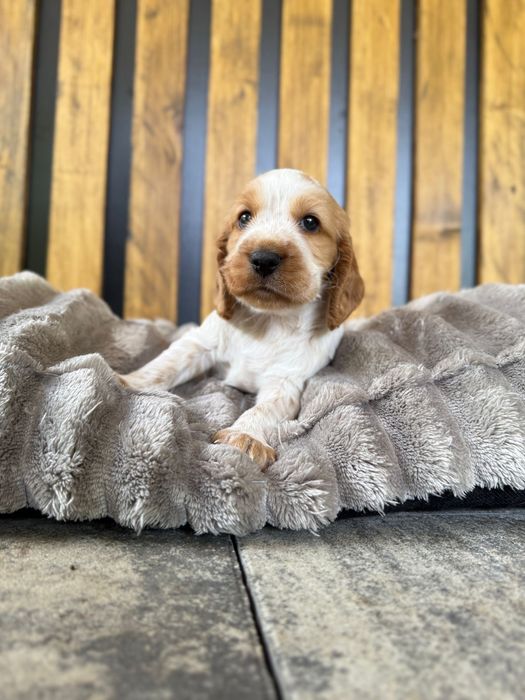 Cocker spaniel angielski