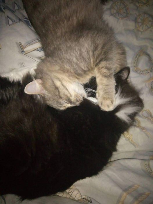 Віддам котів в хороші руки