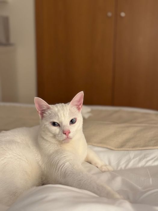 Gato branco super meigo para adopção
