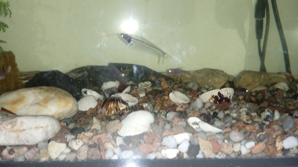 Akwarium 30l dla małych rybek