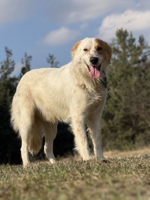 2-letni KSIĄŻE marzy o kochajacej rodzinie