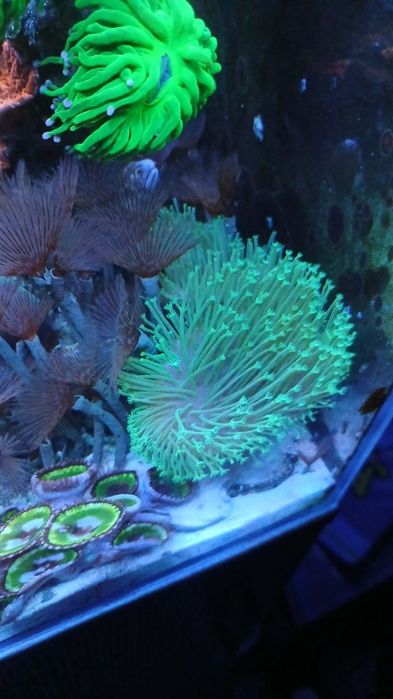 Продам корали  у морський акваріум