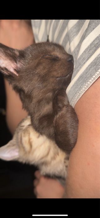 Отдаем котят в хорошие, домашние и теплые руки!