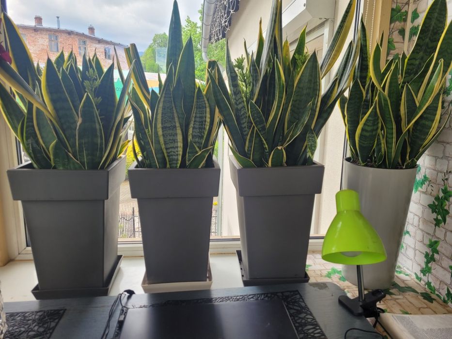Sanseveria kwiat