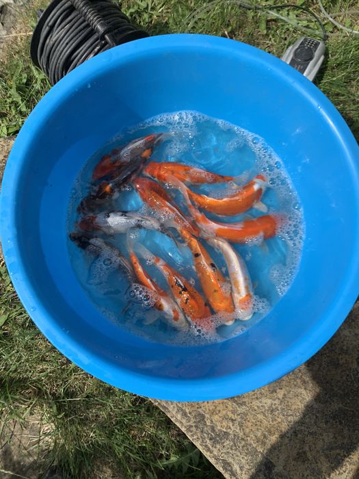 Карпы КОИ. Декоративная рыбка для прудов и водоемов!!!
