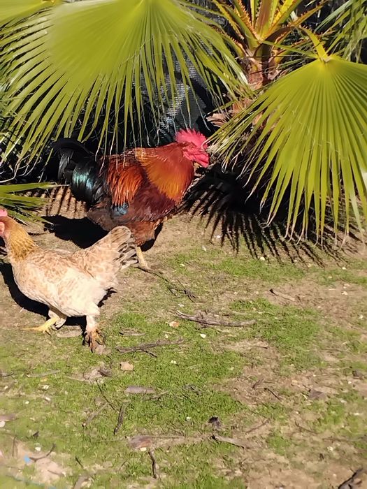 Galos caseiros 45 euros