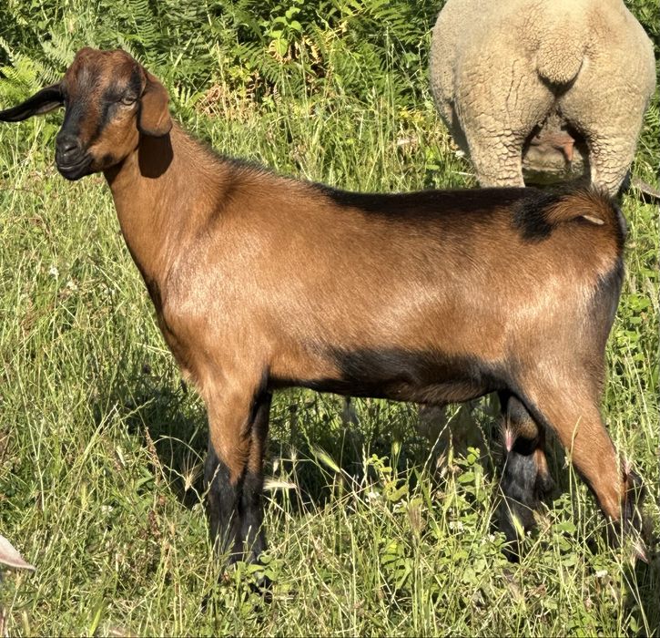 Cabrito raça alpina linha pura mocho do melhor que á