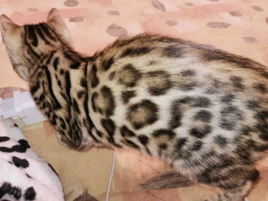 Бенгальская кошечка с документами клуба