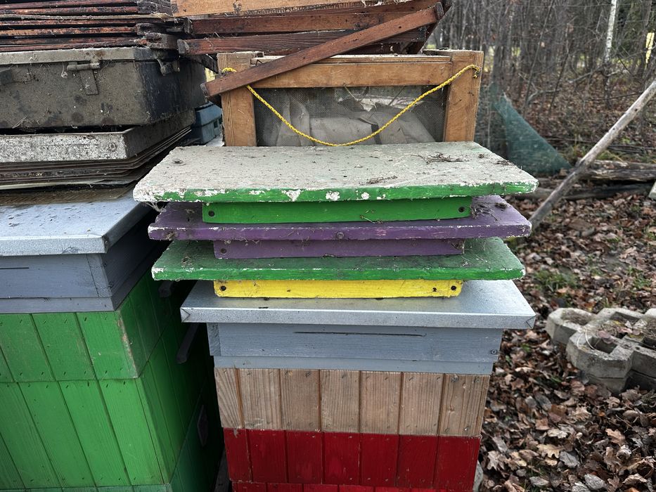 Ule wielkopolskie 10r