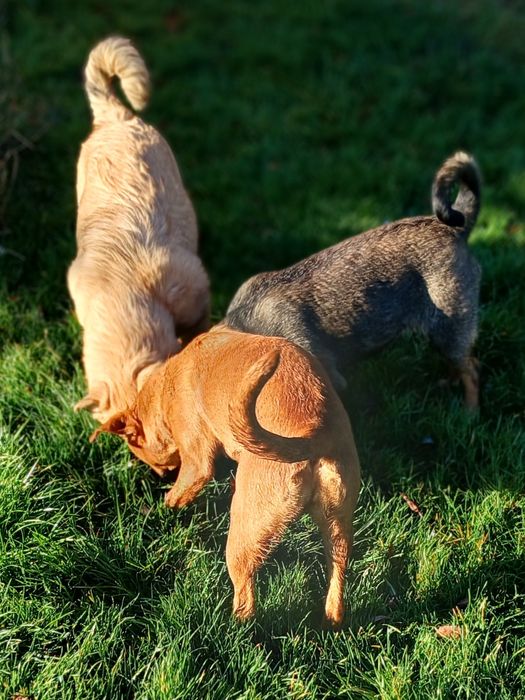 Дівчинка Тайра 7  місяців