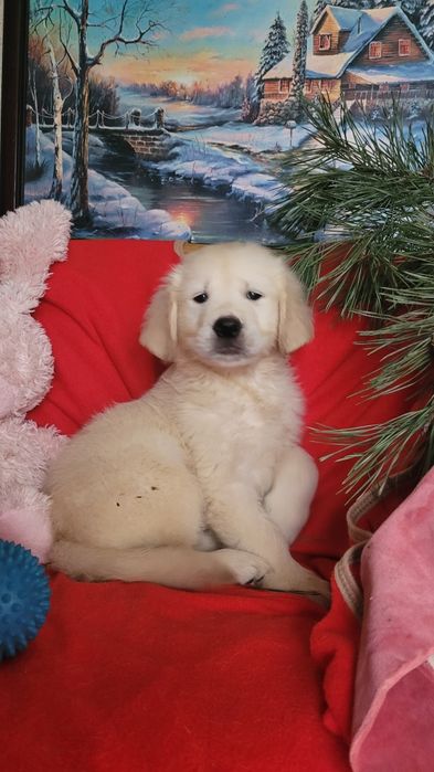 Малыши голден ретриверы