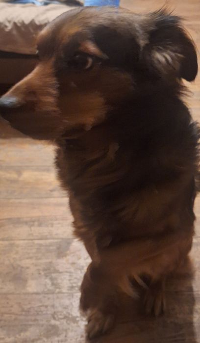 Oddam pieska za darmo pilnie!