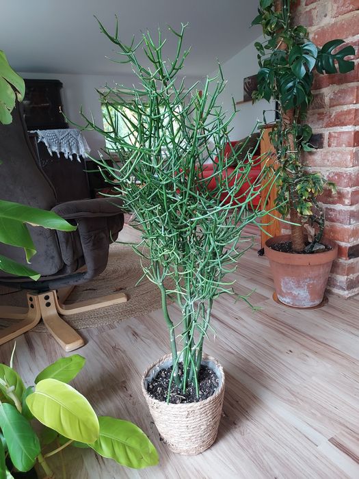 Wilczomlecz palczasty euphorbia tirucalli