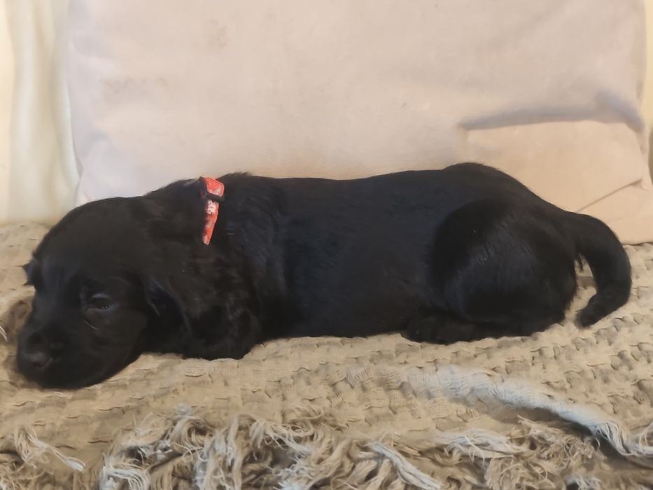 Menino Cocker fofinho