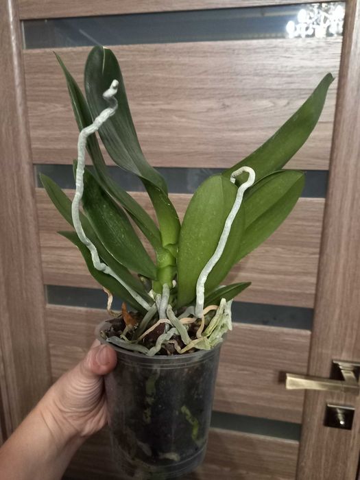 Биг Лип "Поцелуй" орхидея дешево 500 грн