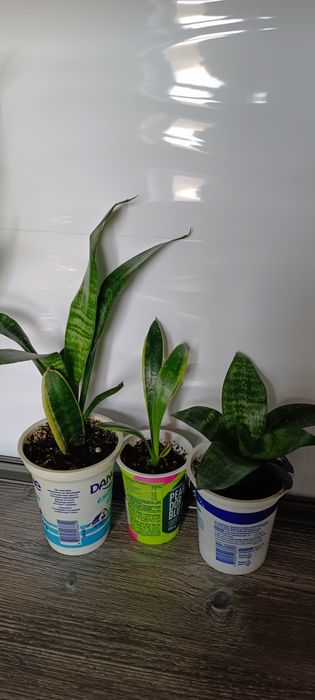 Сансевієрія зелена санса лауренті ханні