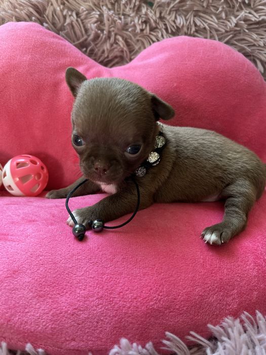 Suczka chihuaha miniaturka