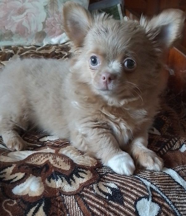 Хлопчик чихуахуа стандарт