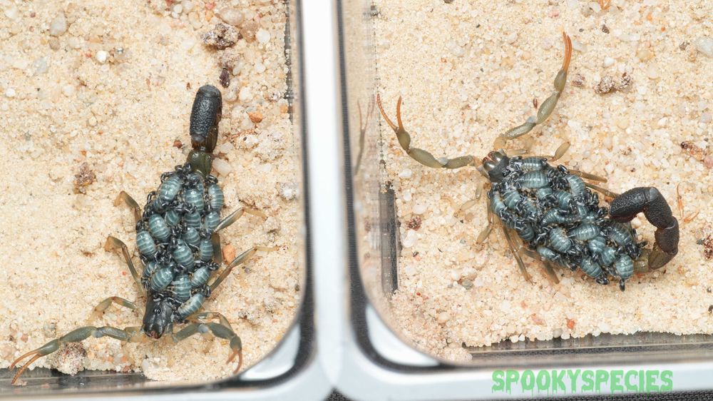 Uroplectes olivaceus Przepiękne niebieskie skorpiony