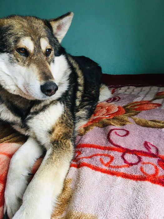 Пропала собака західно -сибірська лайка