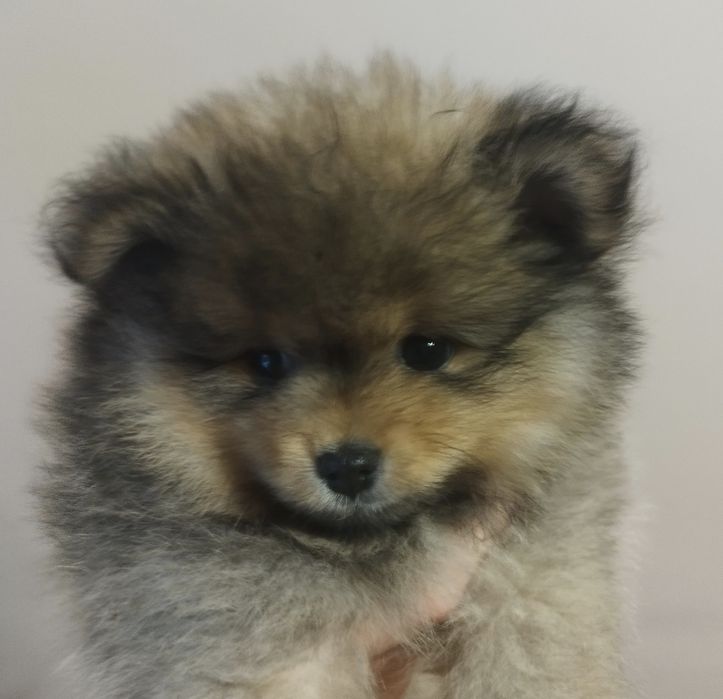 Zkwp szpic miniaturowy pomeranian
