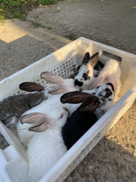 Продам сім’ю кроликів
