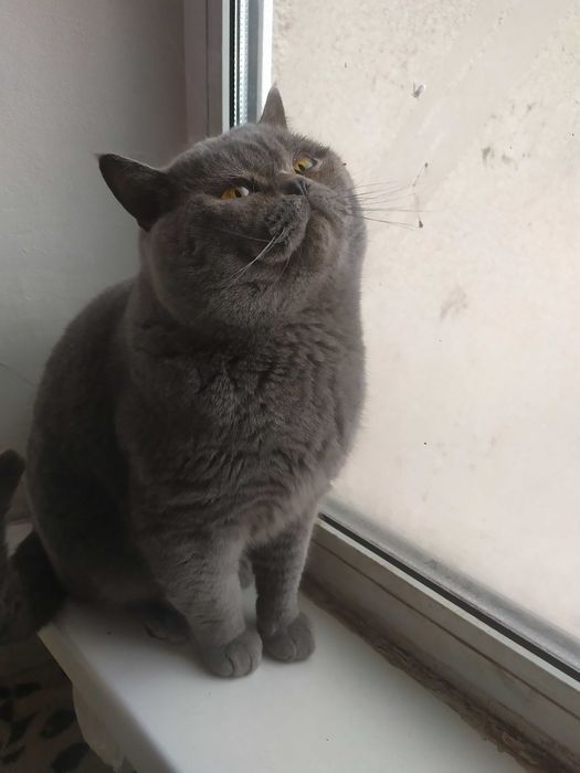 Кіт на в'язку, прямовухий .