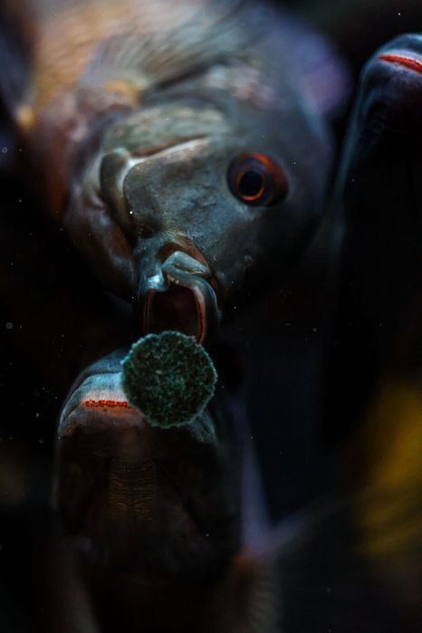 Tropheus Ikola f1, ciclideos africanos, Tanganyika