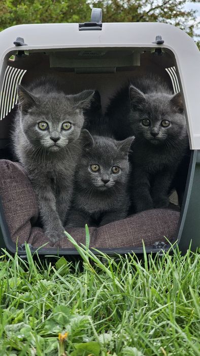 Кошенята  британські короткошерстні (3 хлопчика + 1 дівчинка) 2 місяці.