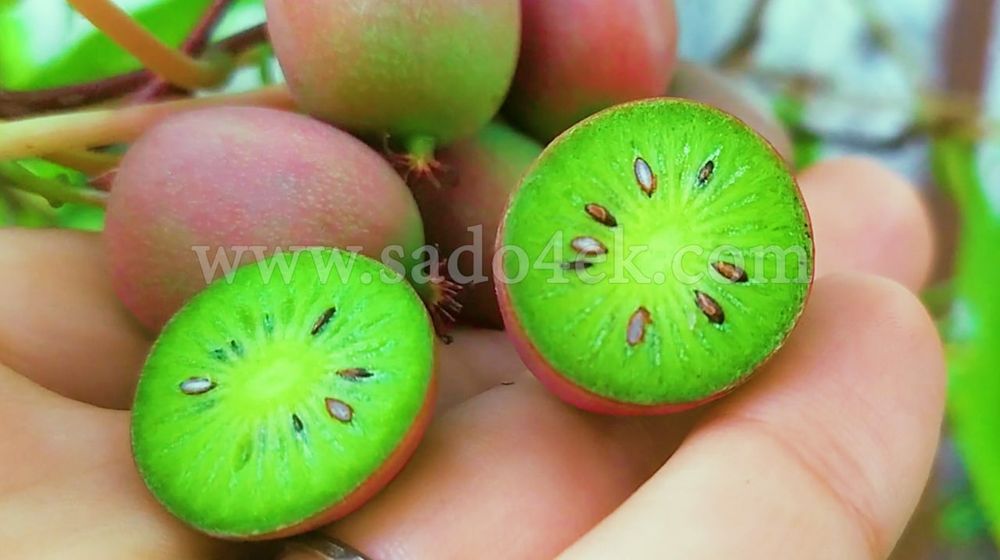 1-2-3-4летние саженцы актинидии ( мини-киви), жимолости, голубики и тд