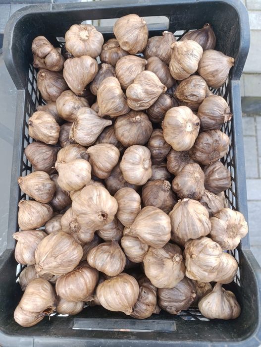 Zestaw 4kg czosnku (2x czarny + 2x harnaś)