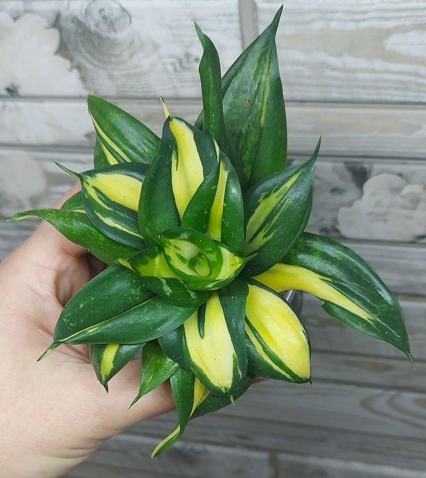 Сансевієрія ханні Свірлз з двома дітками.