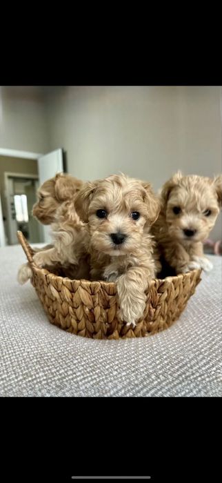 «Красуні мальтіпу _ мальтипу готові до переїзду!