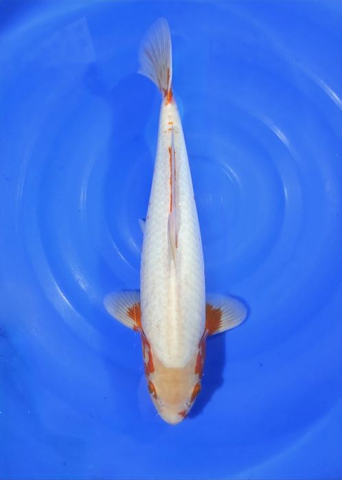 Karpie Koi na sprzedaż