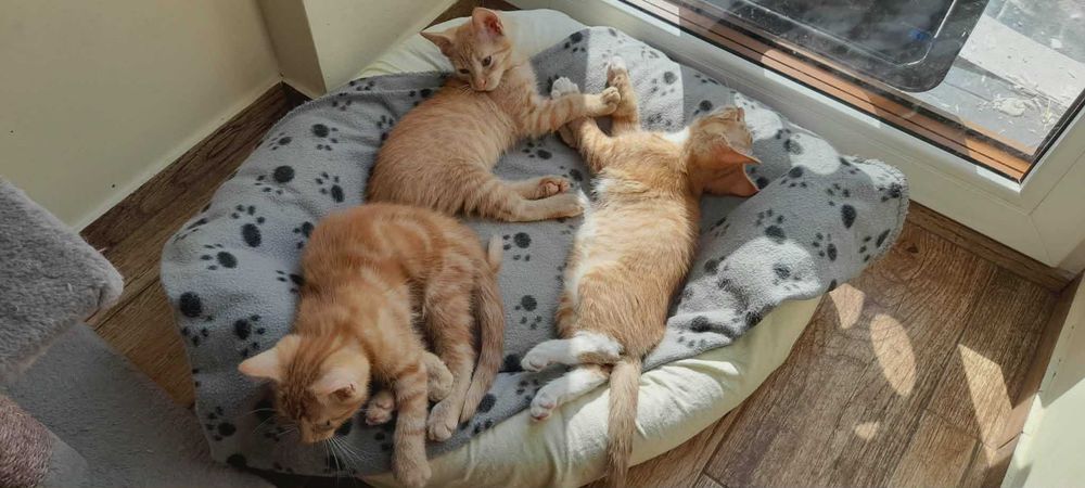 3 m. rude kotki do adopcji.
