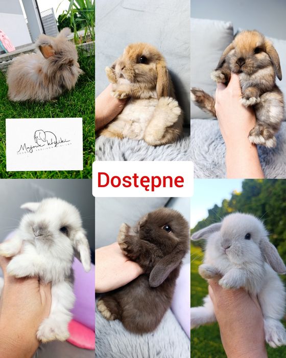 Królik króliczek mini lop hodowla zarejestrowana