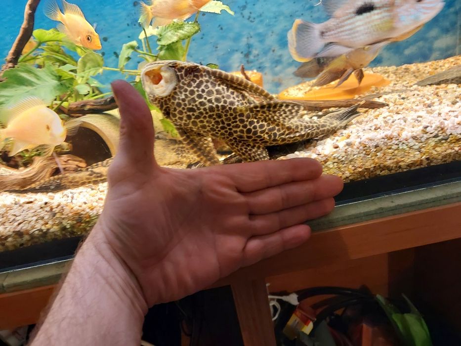 Duże zbrojniki 2szt