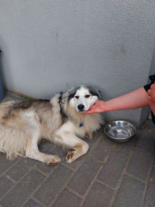 Собака, що згубився. Шукає власника.