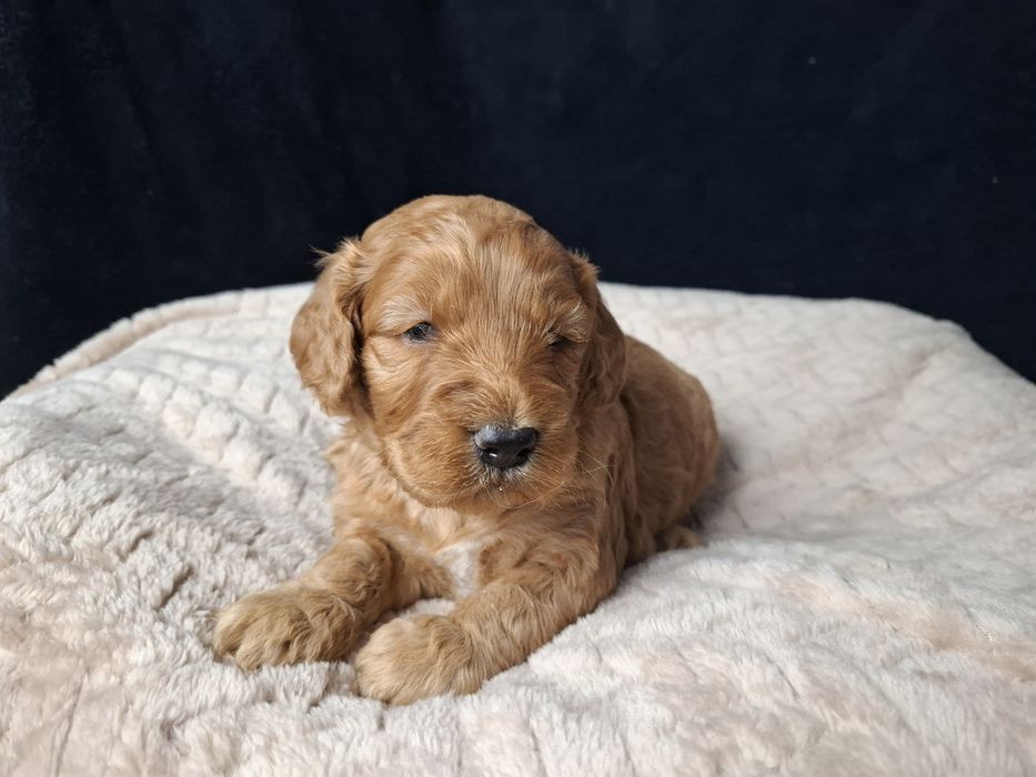 cocapoo mama cocker spaniel